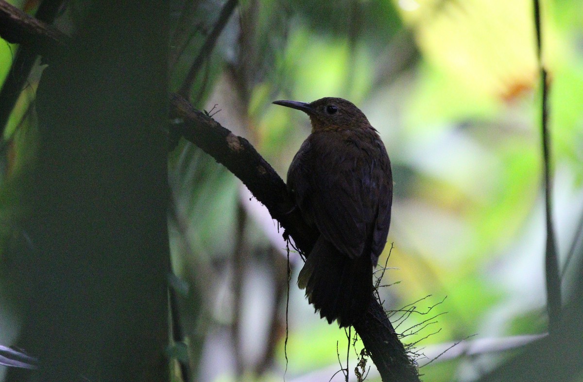 South American Leaftosser (Amazonian) - ML380687981