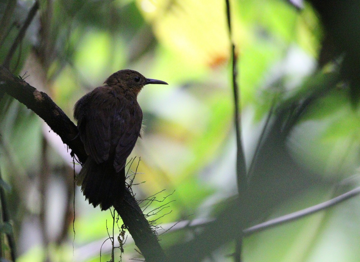 South American Leaftosser (Amazonian) - ML380688011