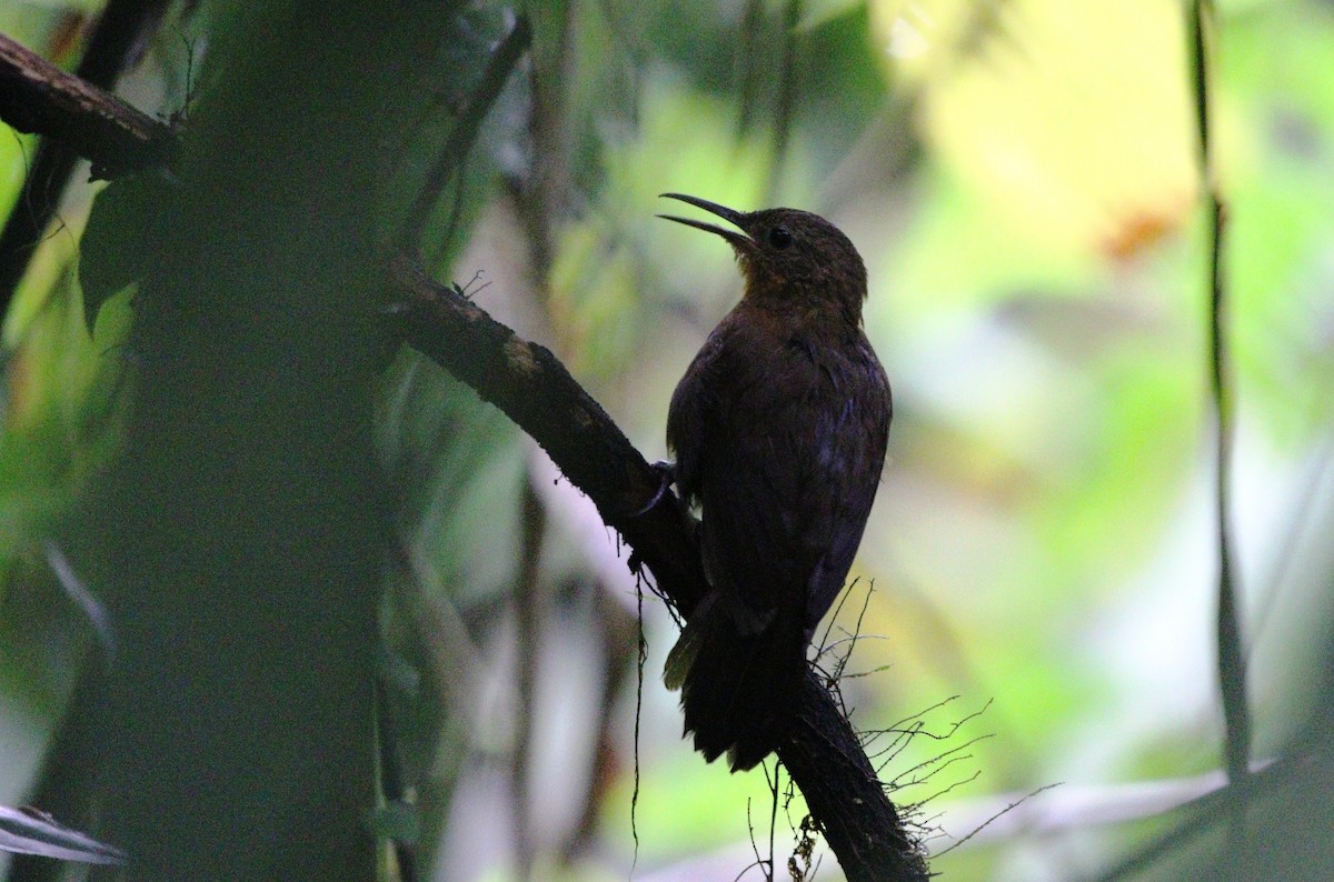 South American Leaftosser (Amazonian) - ML380688031