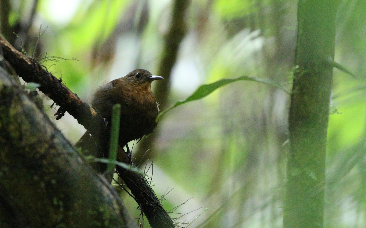 South American Leaftosser (Amazonian) - ML380688051