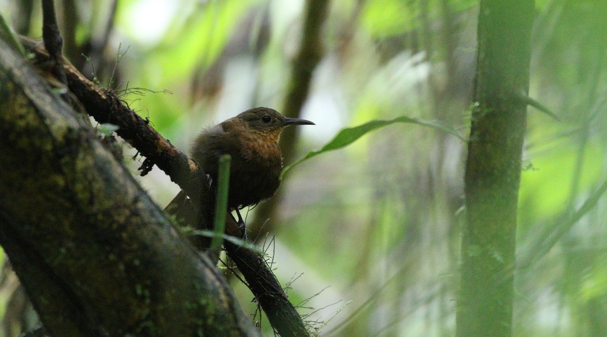 South American Leaftosser (Amazonian) - ML380688111