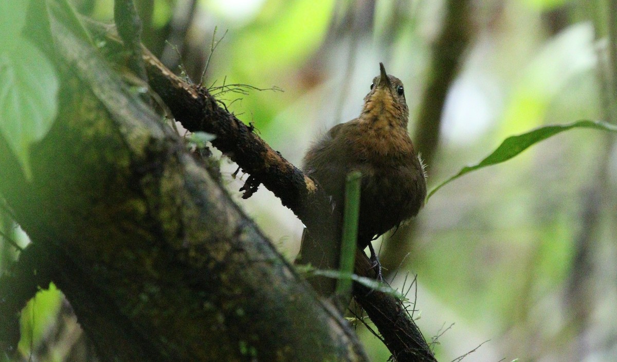 South American Leaftosser (Amazonian) - ML380688141