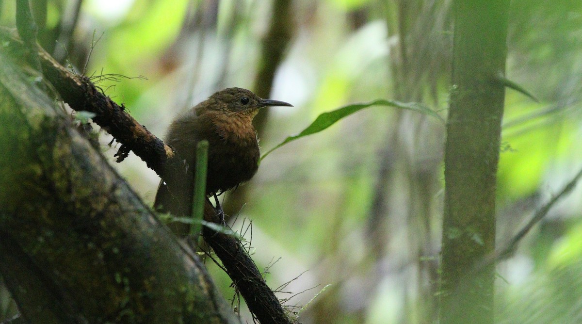 South American Leaftosser (Amazonian) - ML380688201