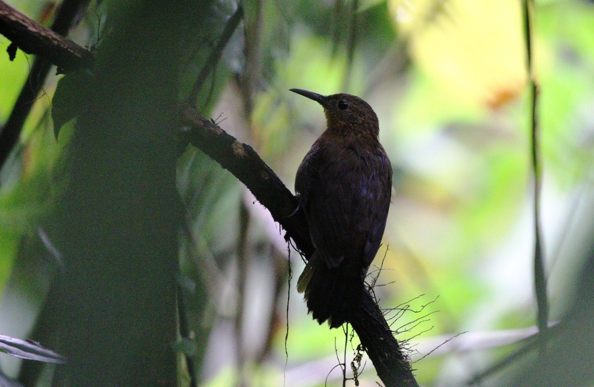 South American Leaftosser (Amazonian) - ML380688231