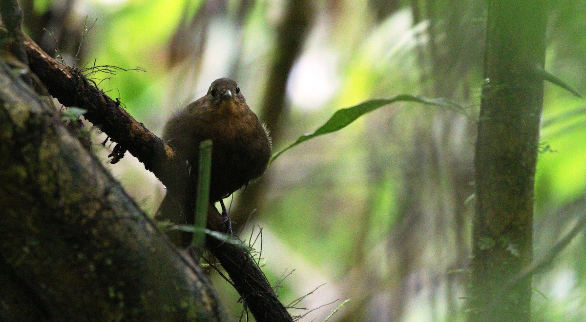 South American Leaftosser (Amazonian) - ML380688241