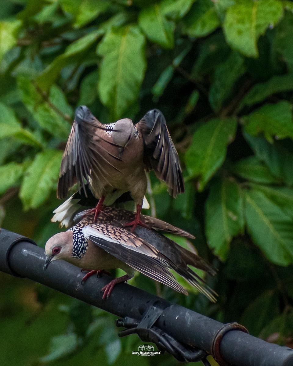 Spotted Dove - ML380691551