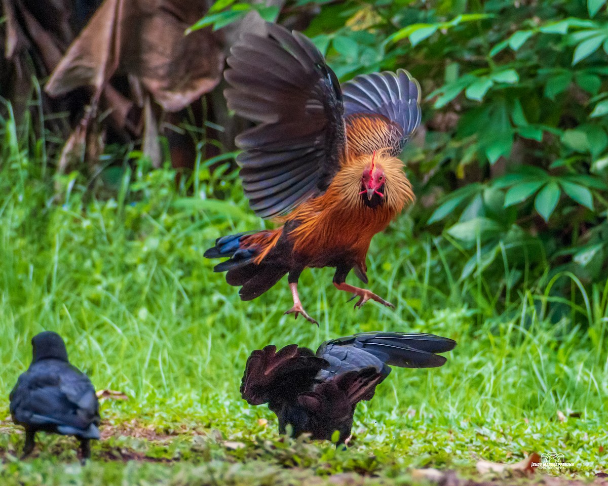 Sri Lanka Junglefowl - ML380691561