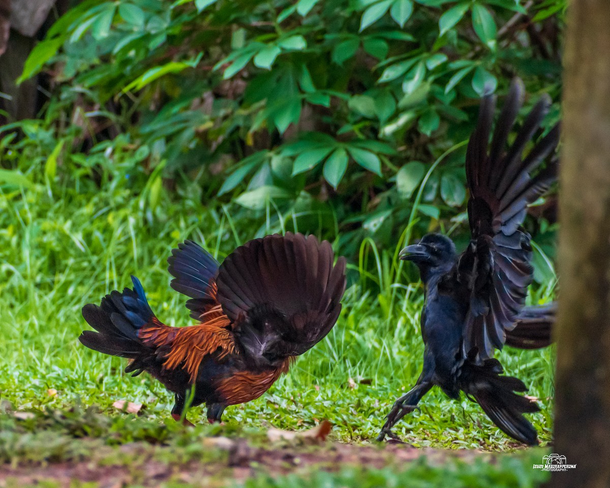 Sri Lanka Junglefowl - ML380691581