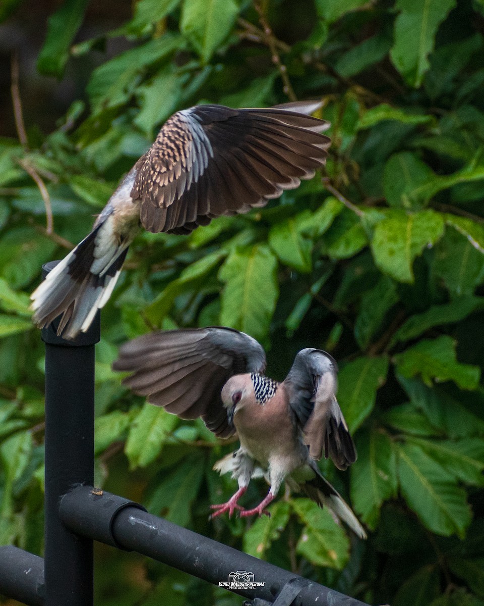 Spotted Dove - ML380691591