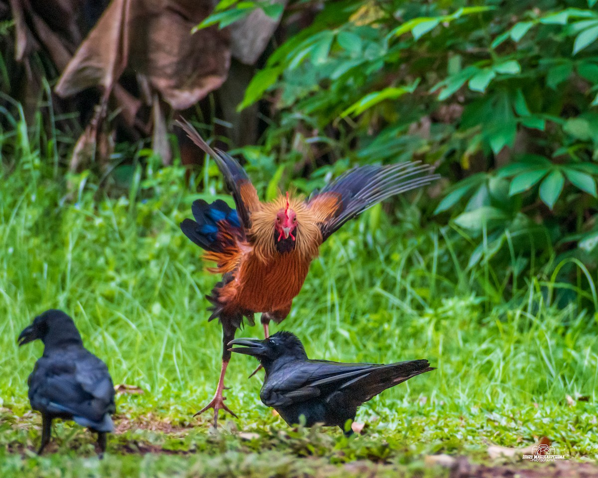 Sri Lanka Junglefowl - ML380691611