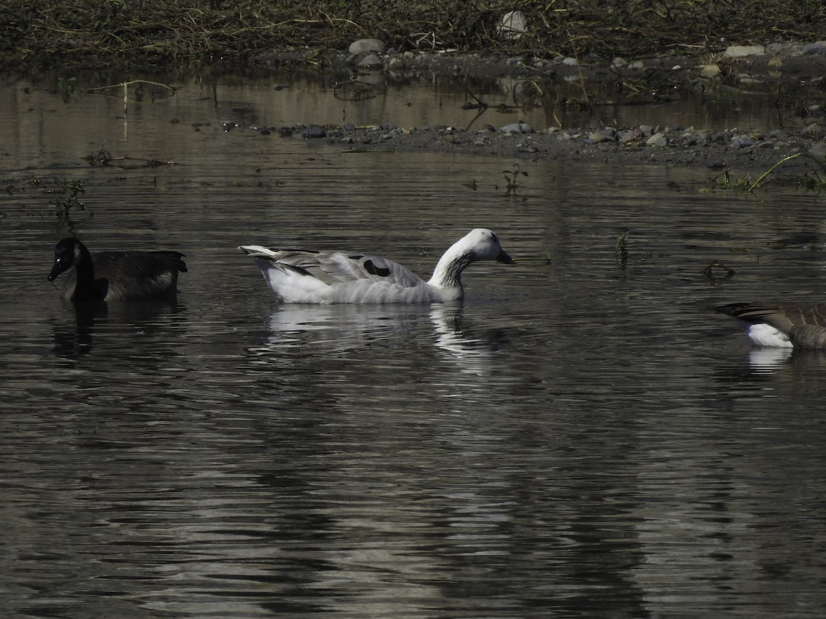 Graylag Goose (Domestic type) - ML380692181