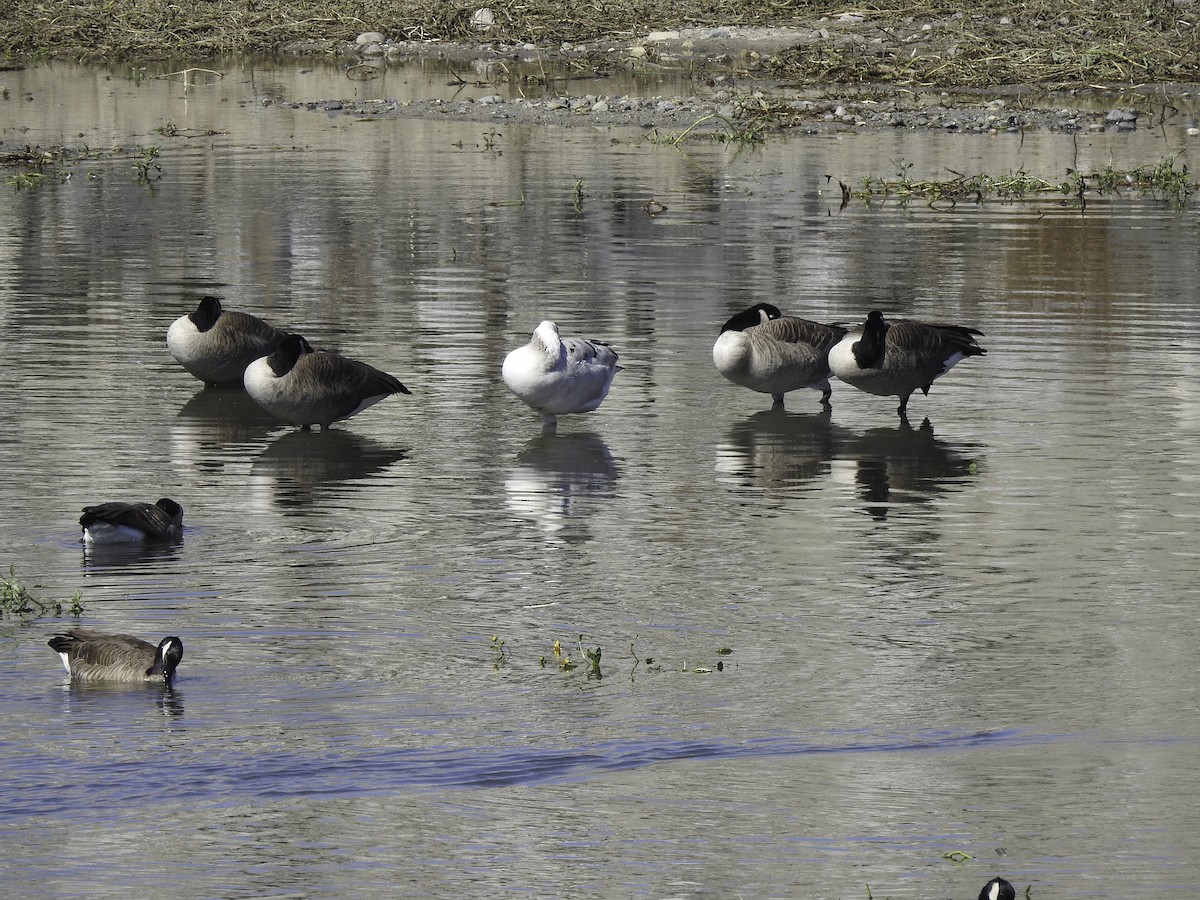 Graylag Goose (Domestic type) - ML380692221