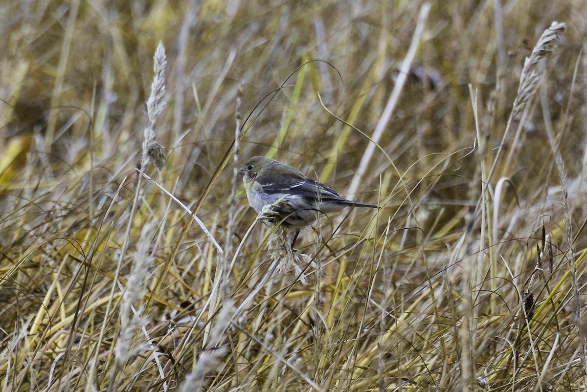 Lazuli Bunting - Keith Confer