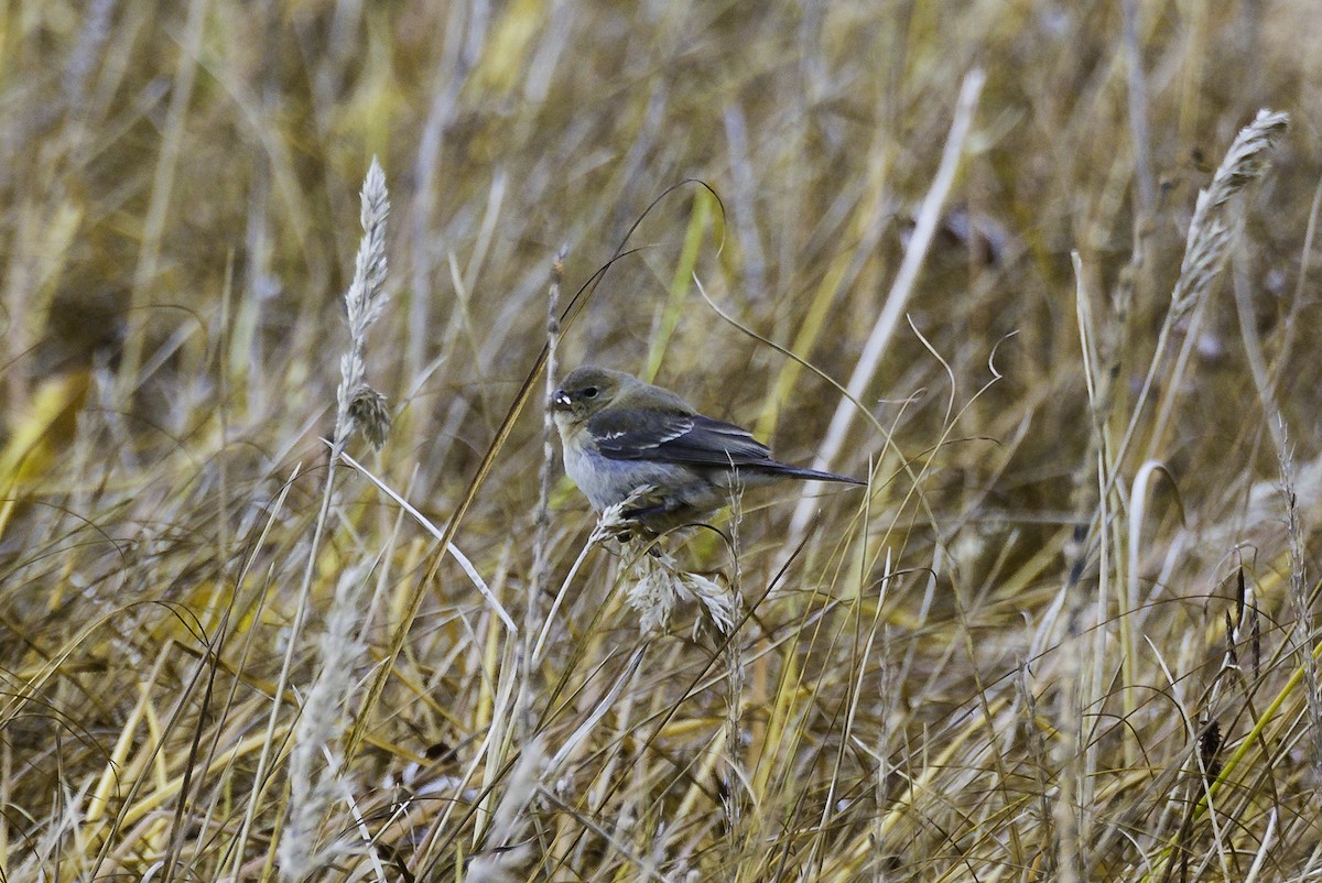 Lazuli Bunting - Keith Confer