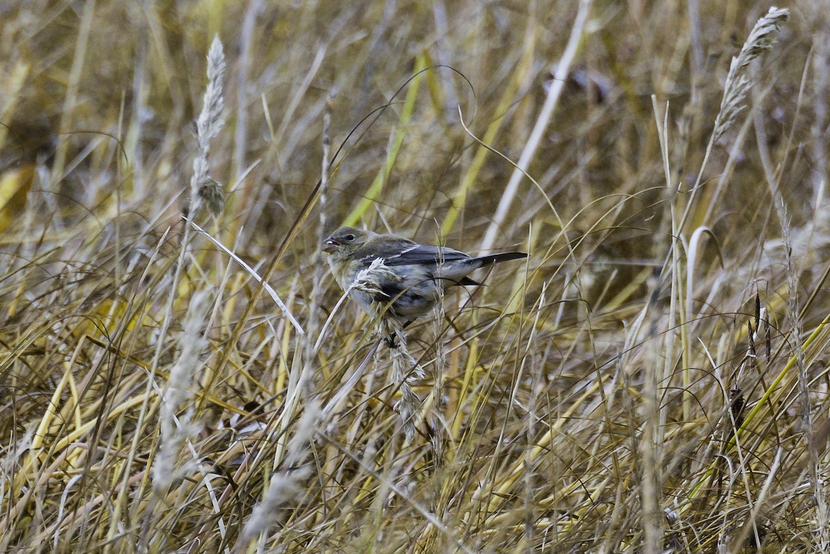 Lazuli Bunting - ML38069351