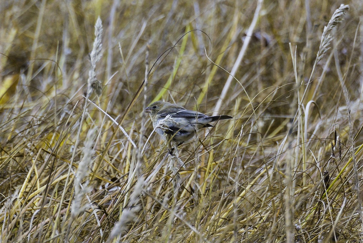 Lazuli Bunting - Keith Confer