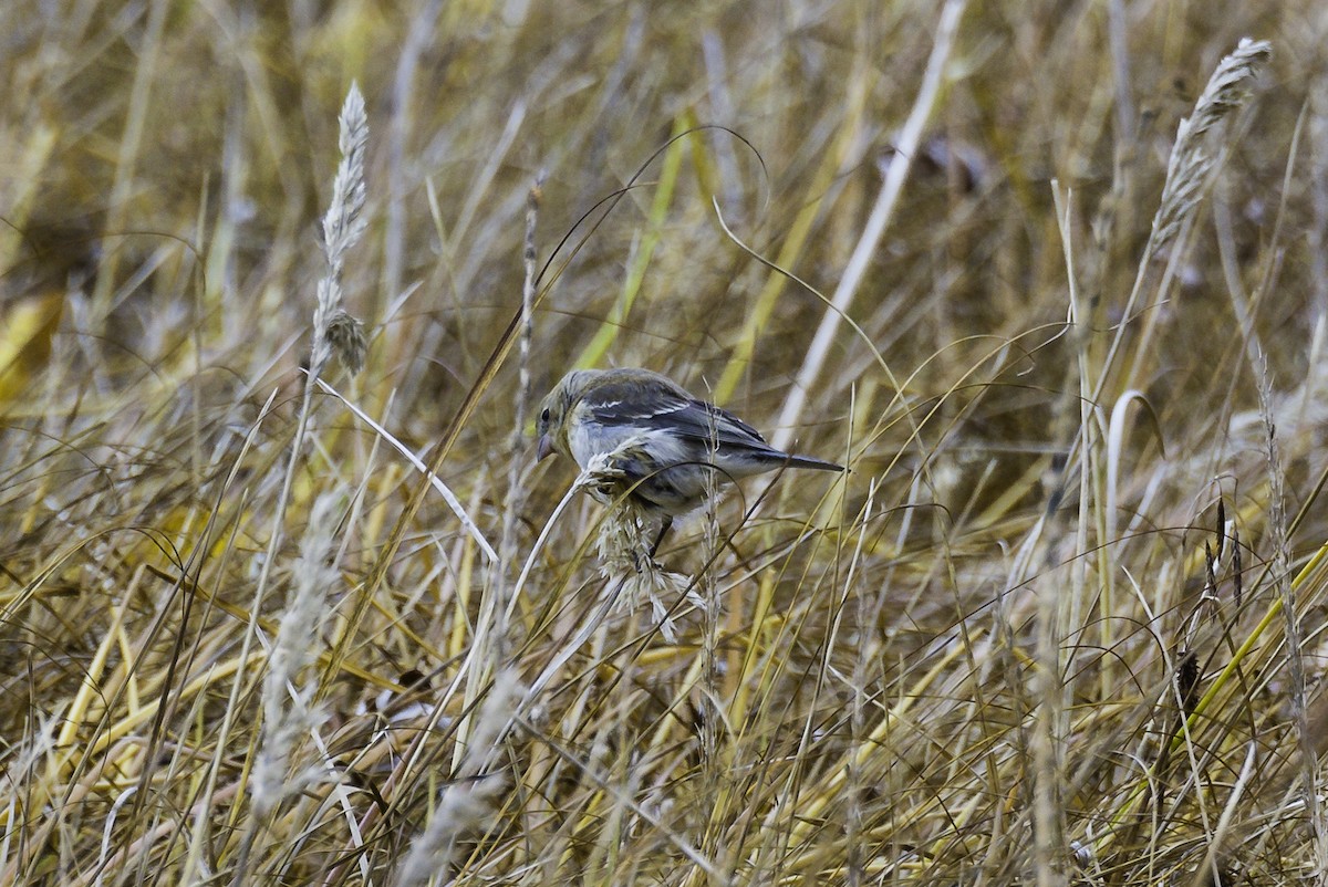 Lazuli Bunting - Keith Confer