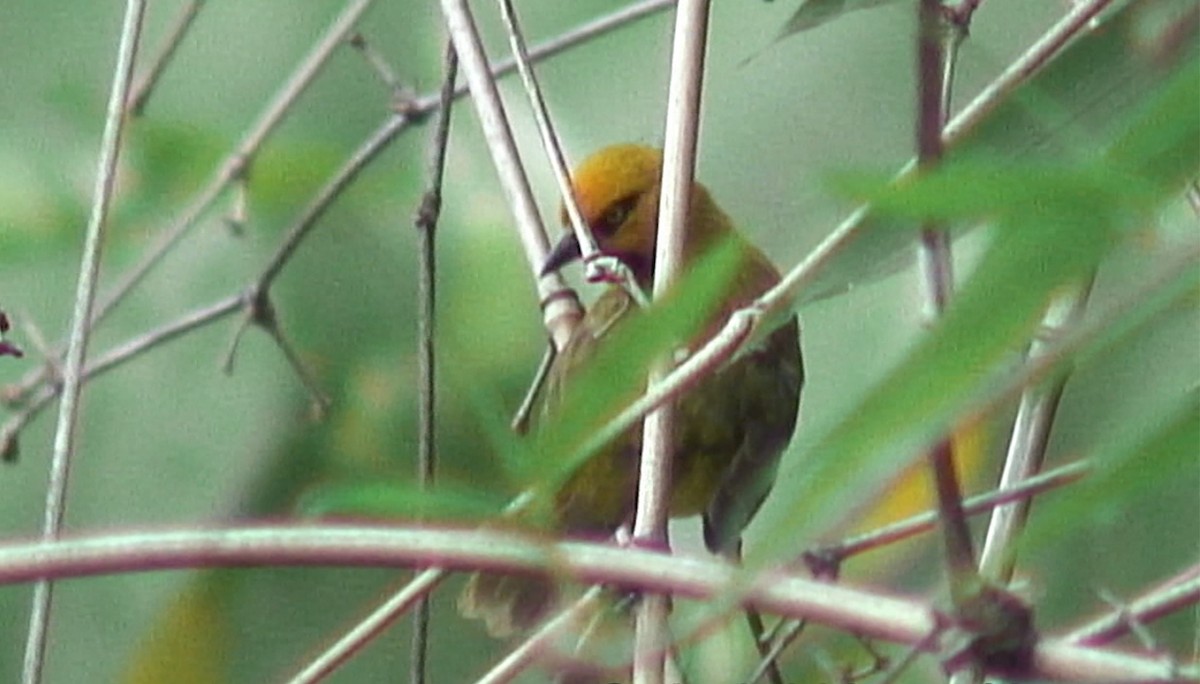 Spectacled Weaver (Yellow-throated) - ML380694461