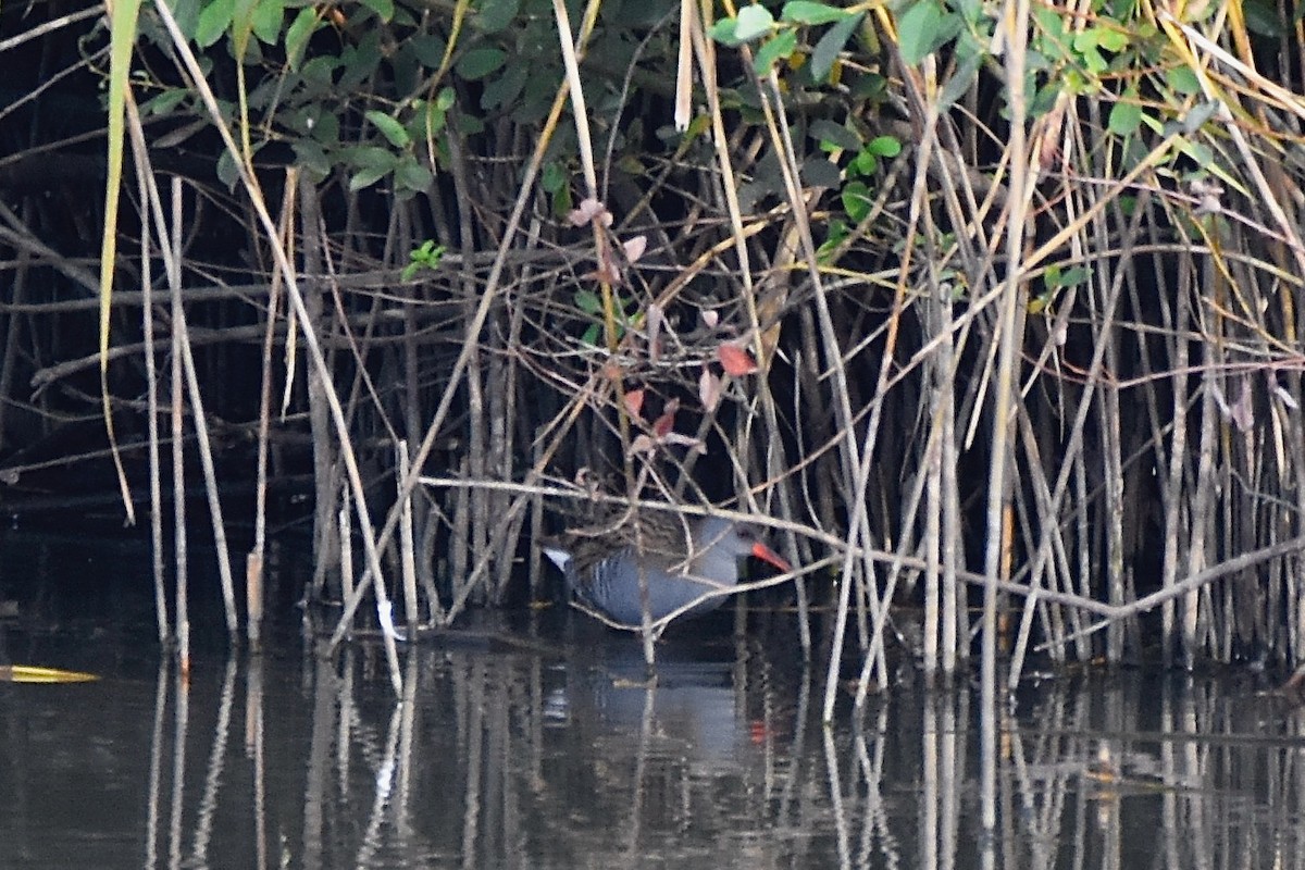 Water Rail - ML380696051