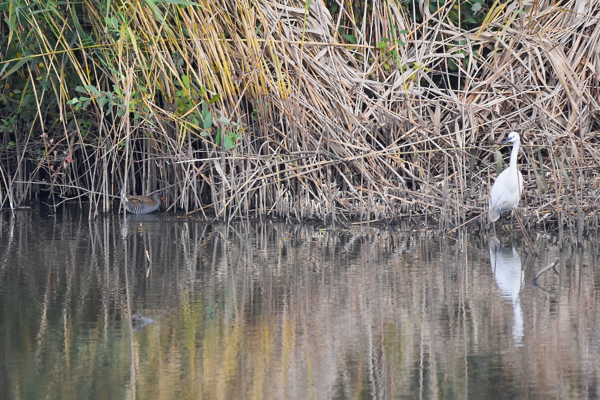 Water Rail - ML380696061