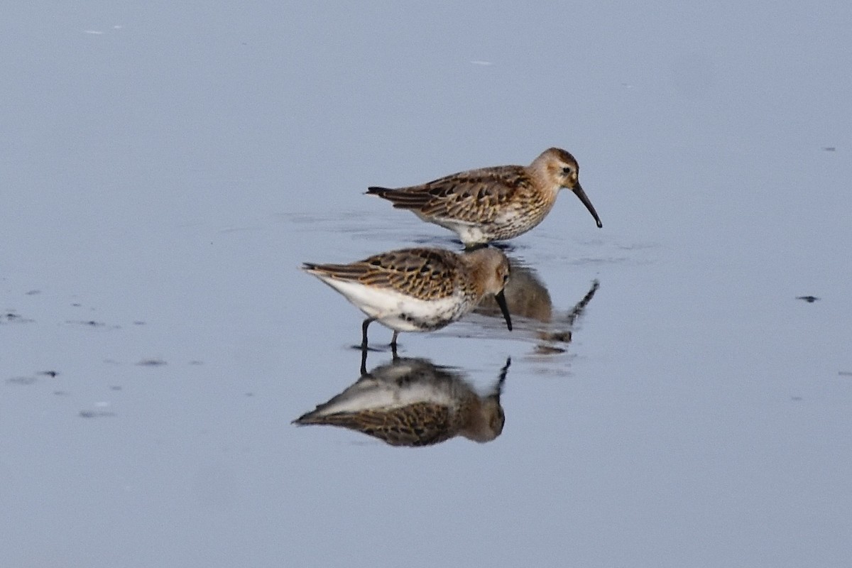 Dunlin - ML380696241