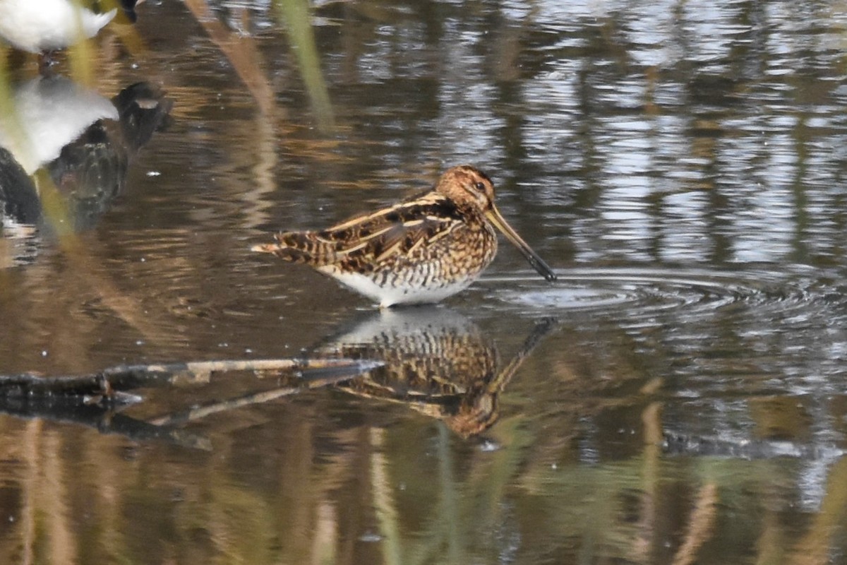 Common Snipe - ML380696351