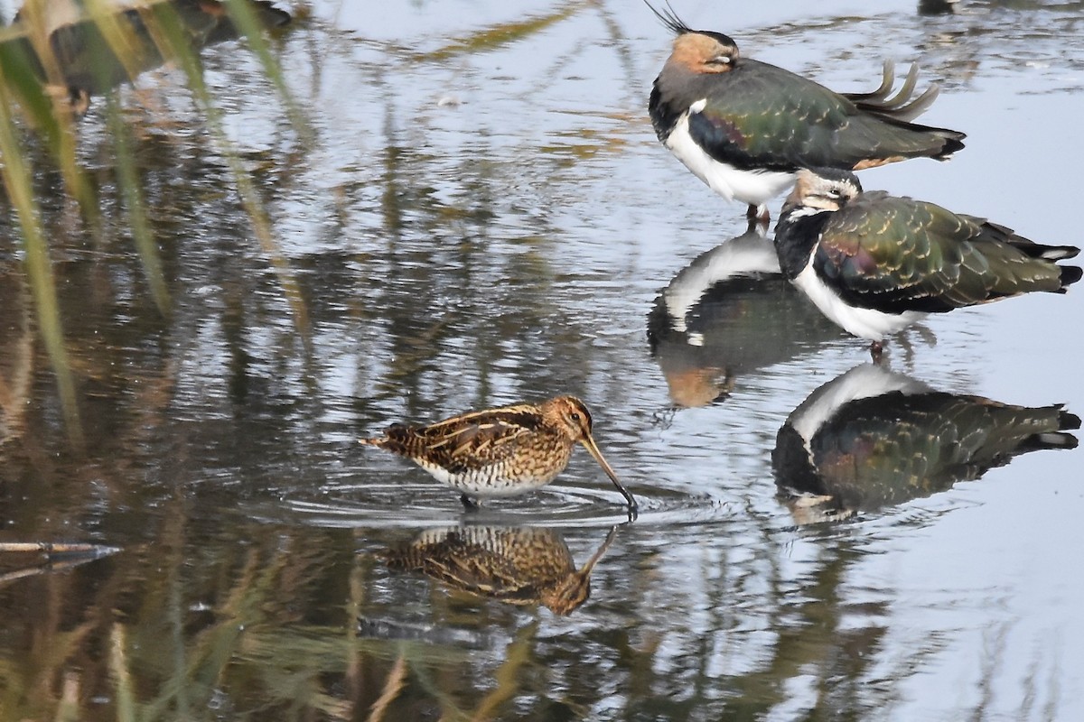 Common Snipe - ML380696371