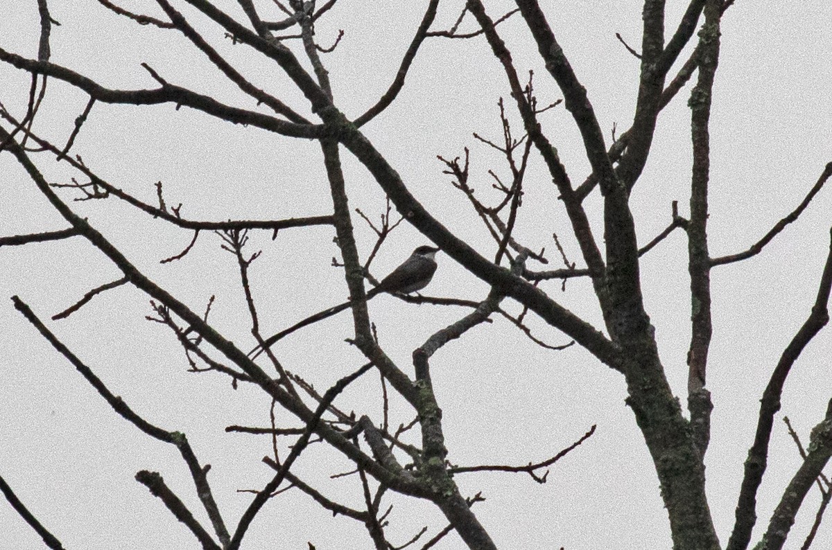 Fork-tailed Flycatcher - ML380696461