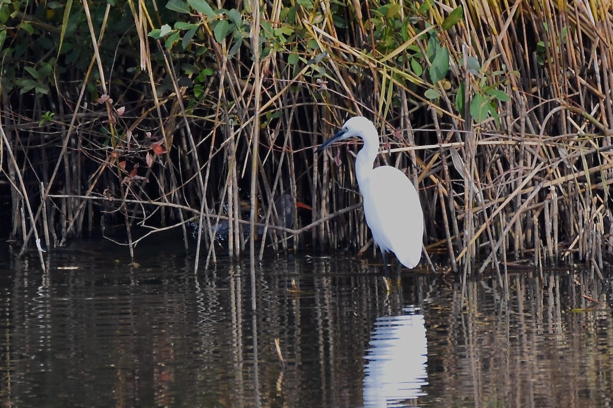 Little Egret - ML380696601