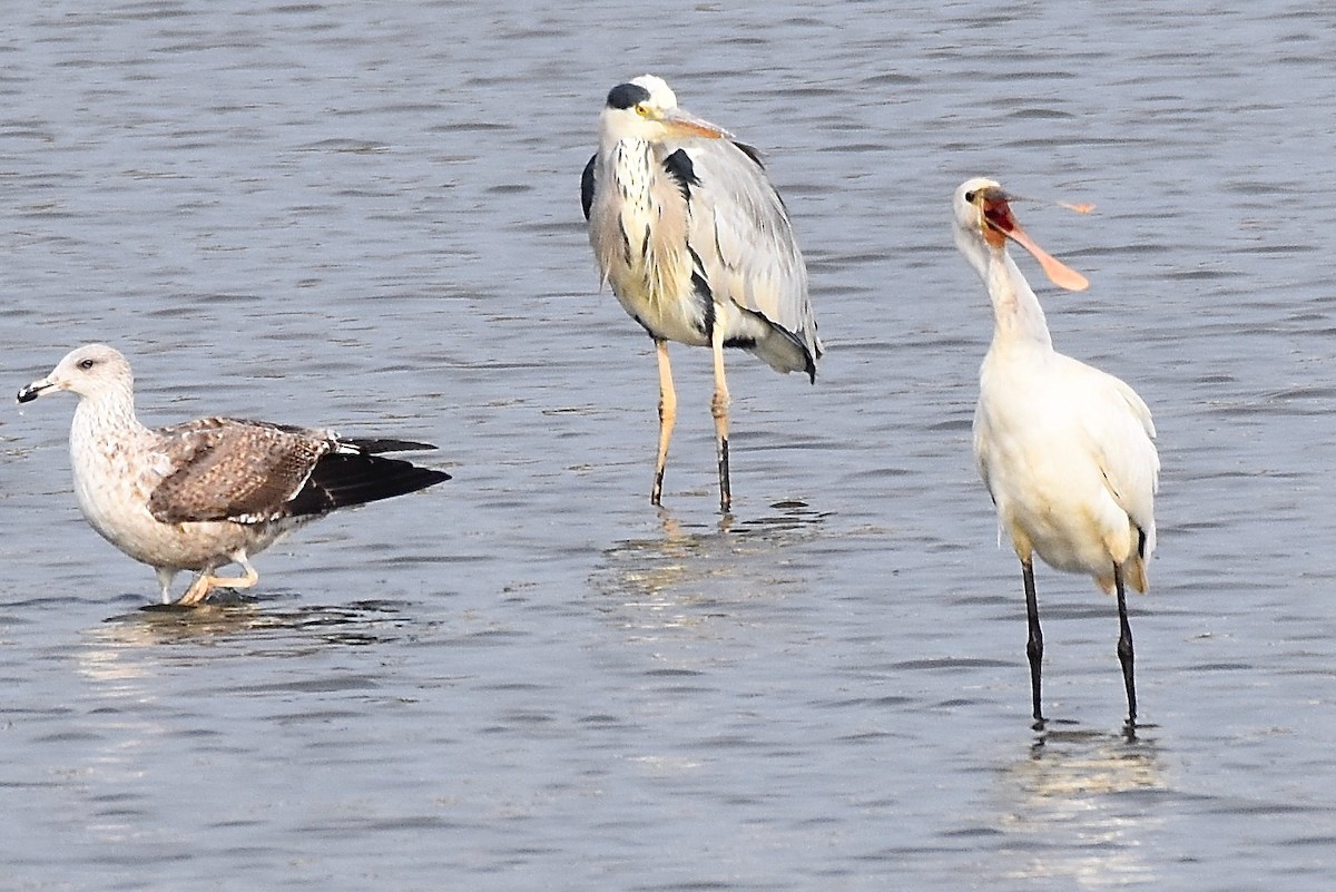 Eurasian Spoonbill - ML380696681