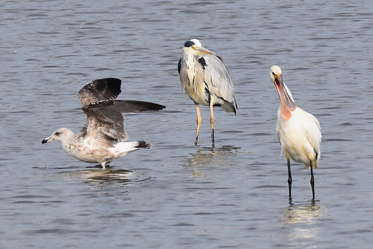 Eurasian Spoonbill - ML380696691