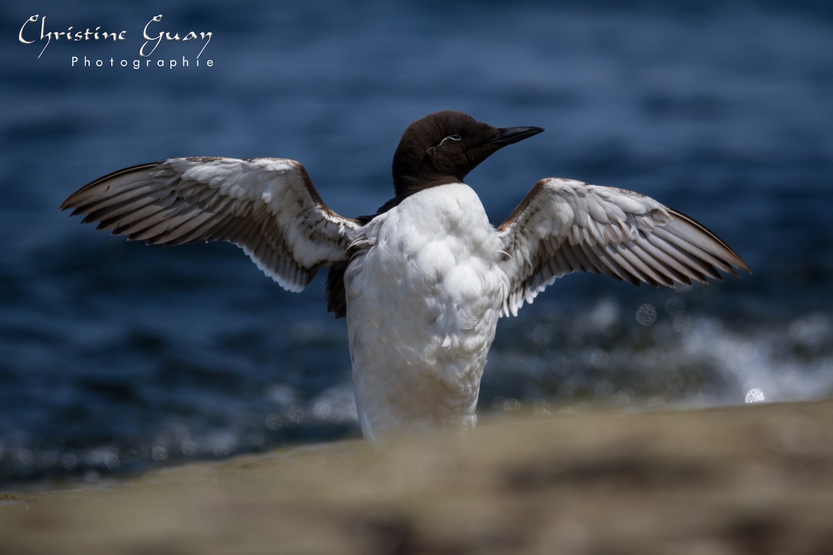 Guillemot marmette - ML380699441