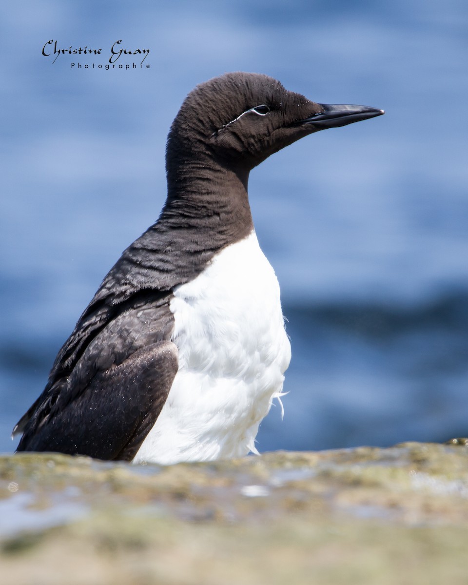 Guillemot marmette - ML380699451