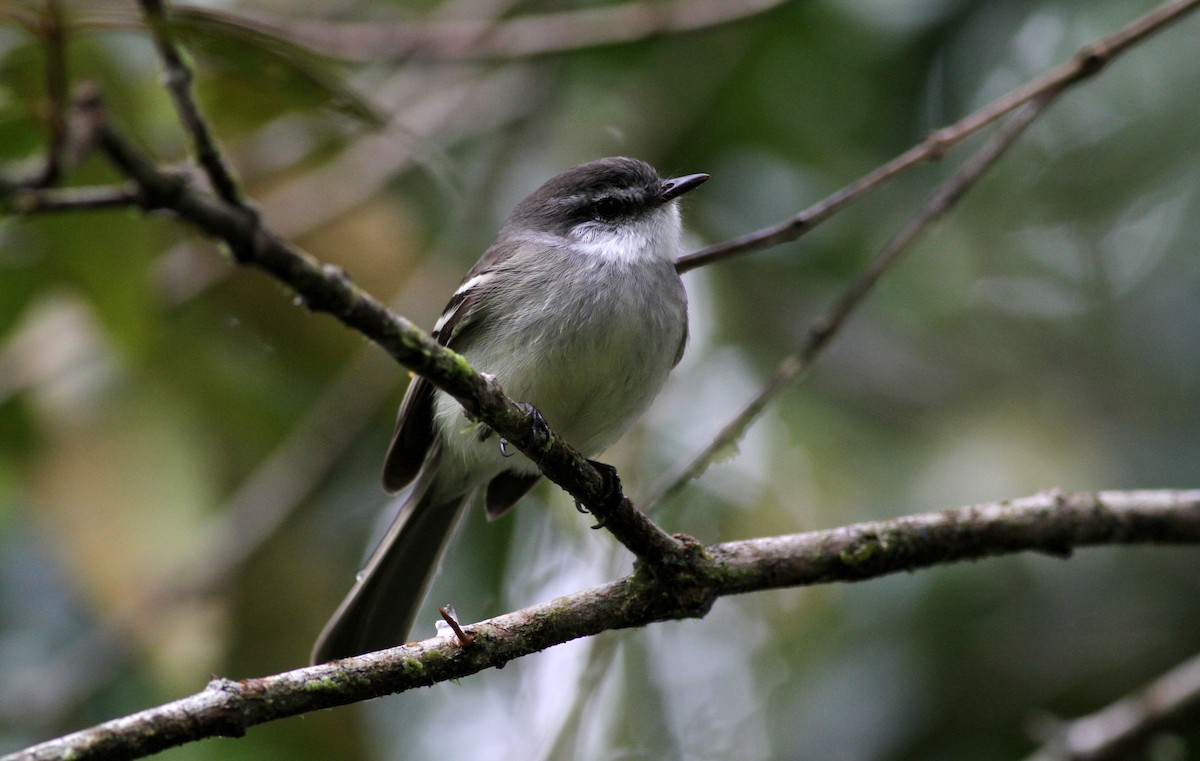 White-throated Tyrannulet - Jay McGowan