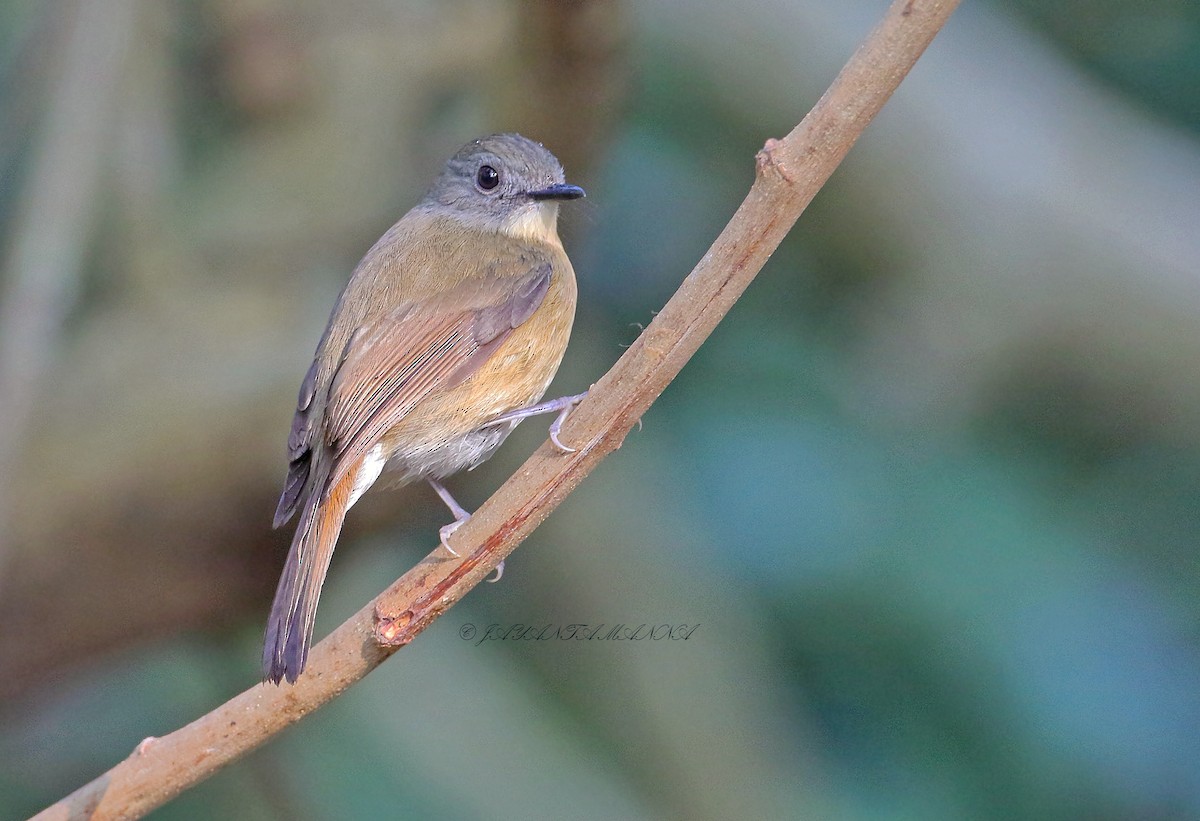 Pale-chinned Flycatcher - Jayanta Manna