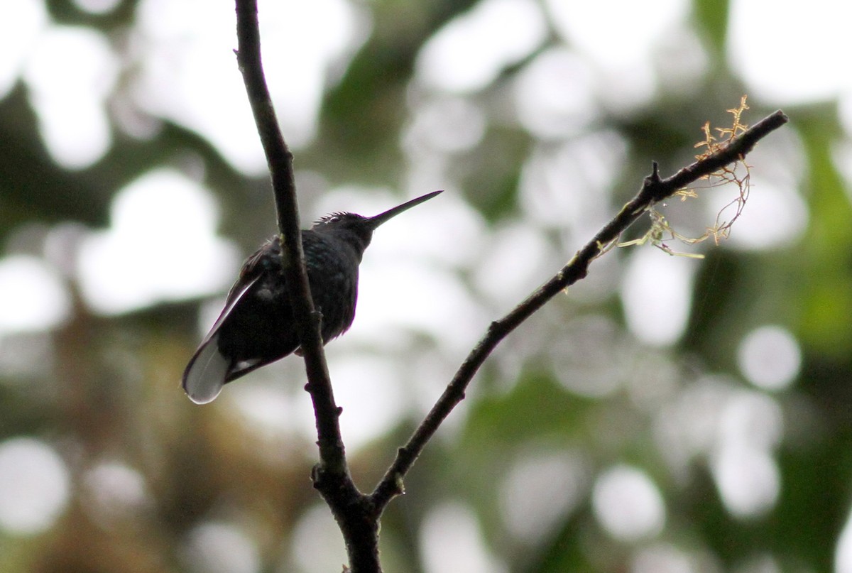 White-tailed Sabrewing - ML38070131