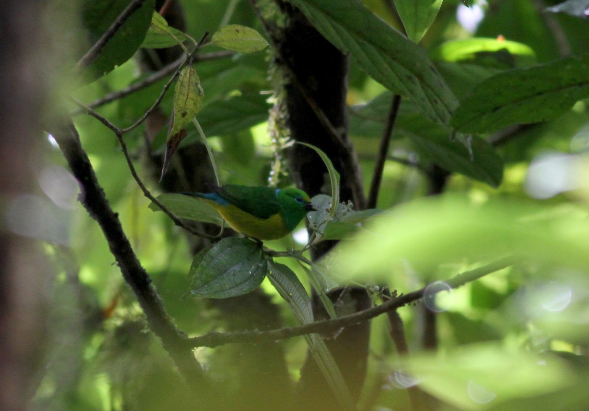 Blue-naped Chlorophonia - ML38070231