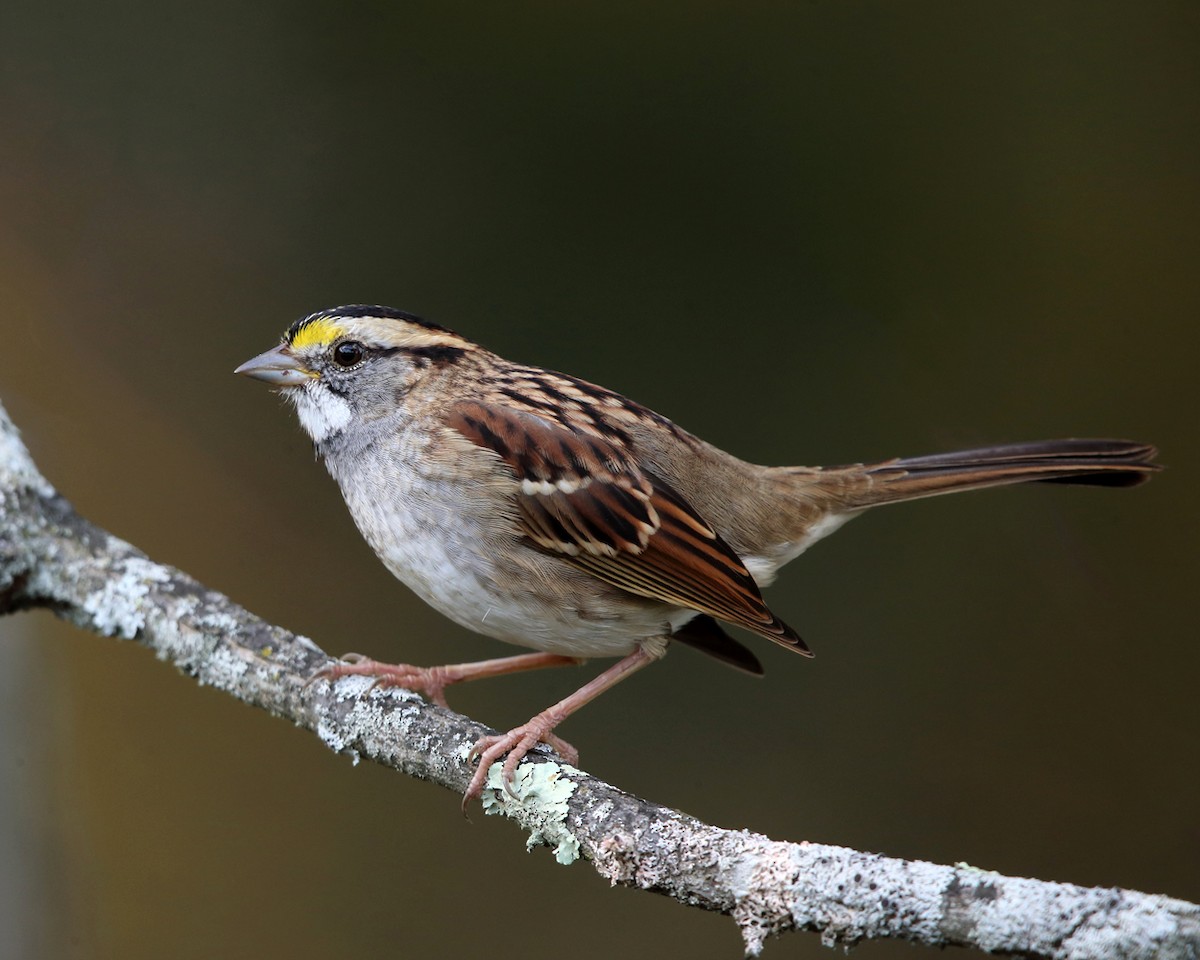 White-throated Sparrow - ML380702671