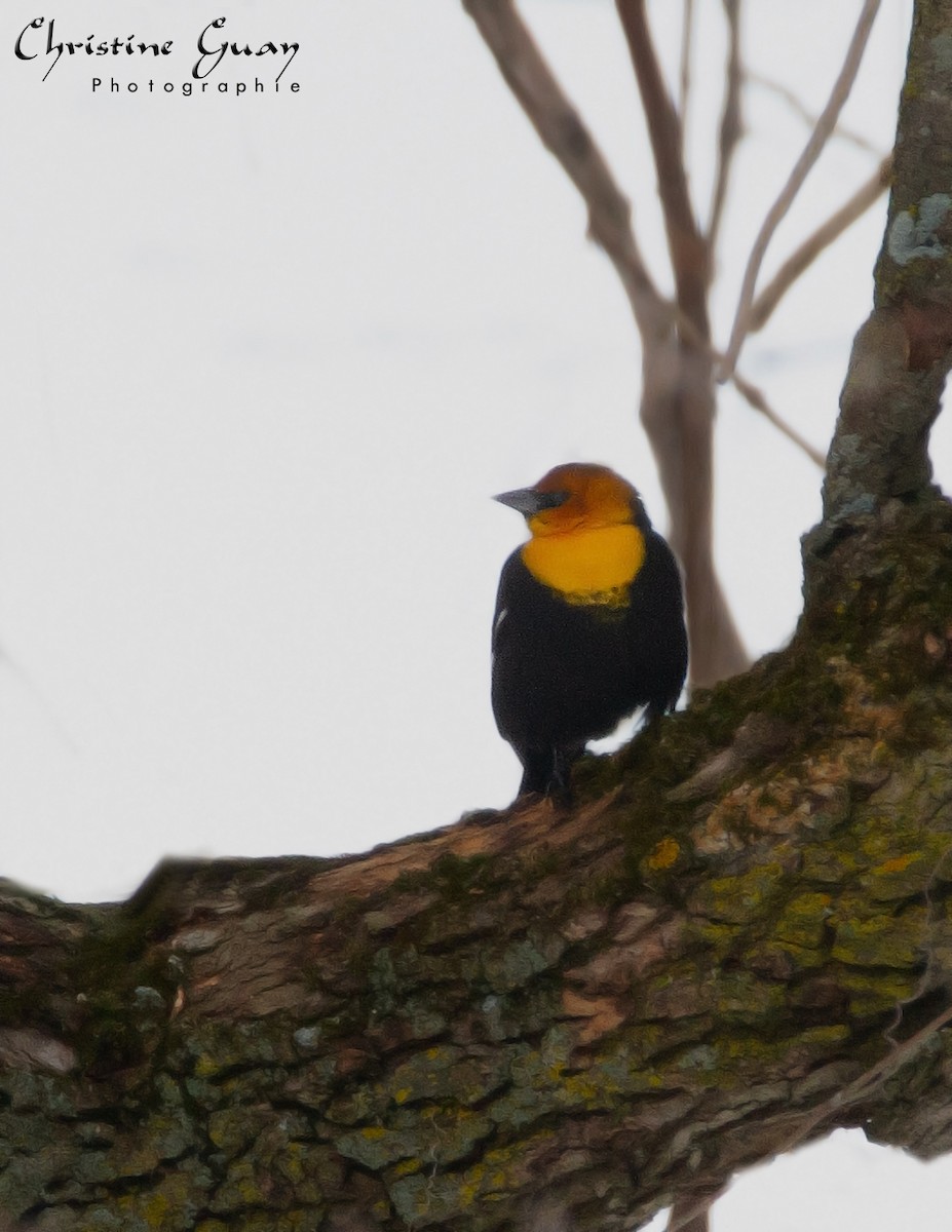 Yellow-headed Blackbird - Christine Guay