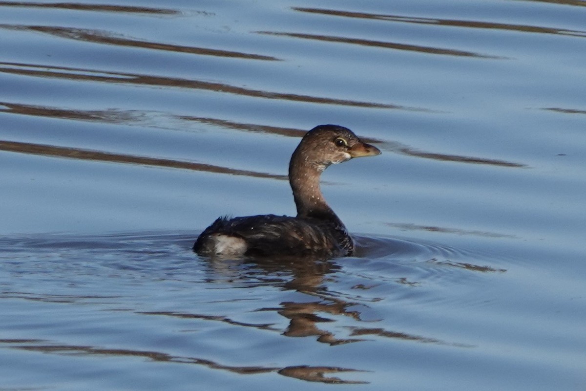 Pied-billed Grebe - ML380703721