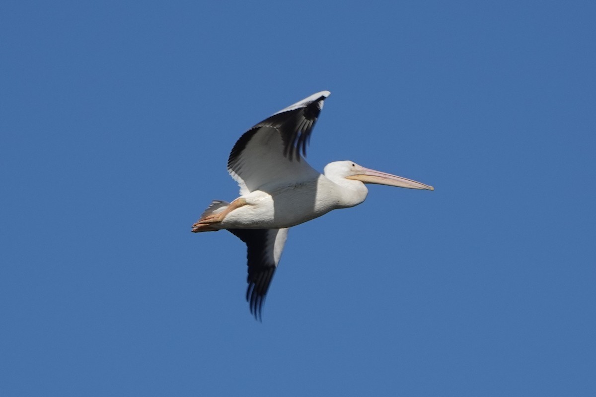 American White Pelican - ML380703811