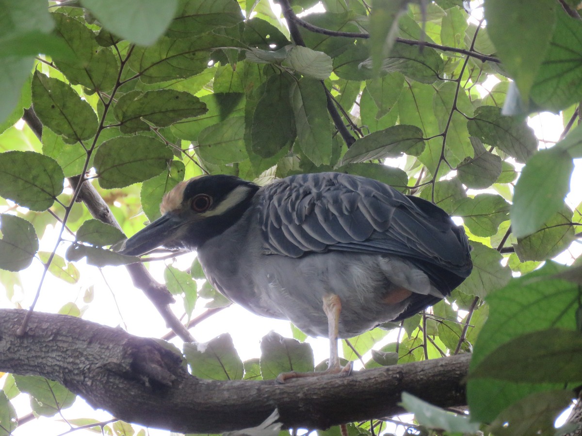 Yellow-crowned Night Heron - ML380704131