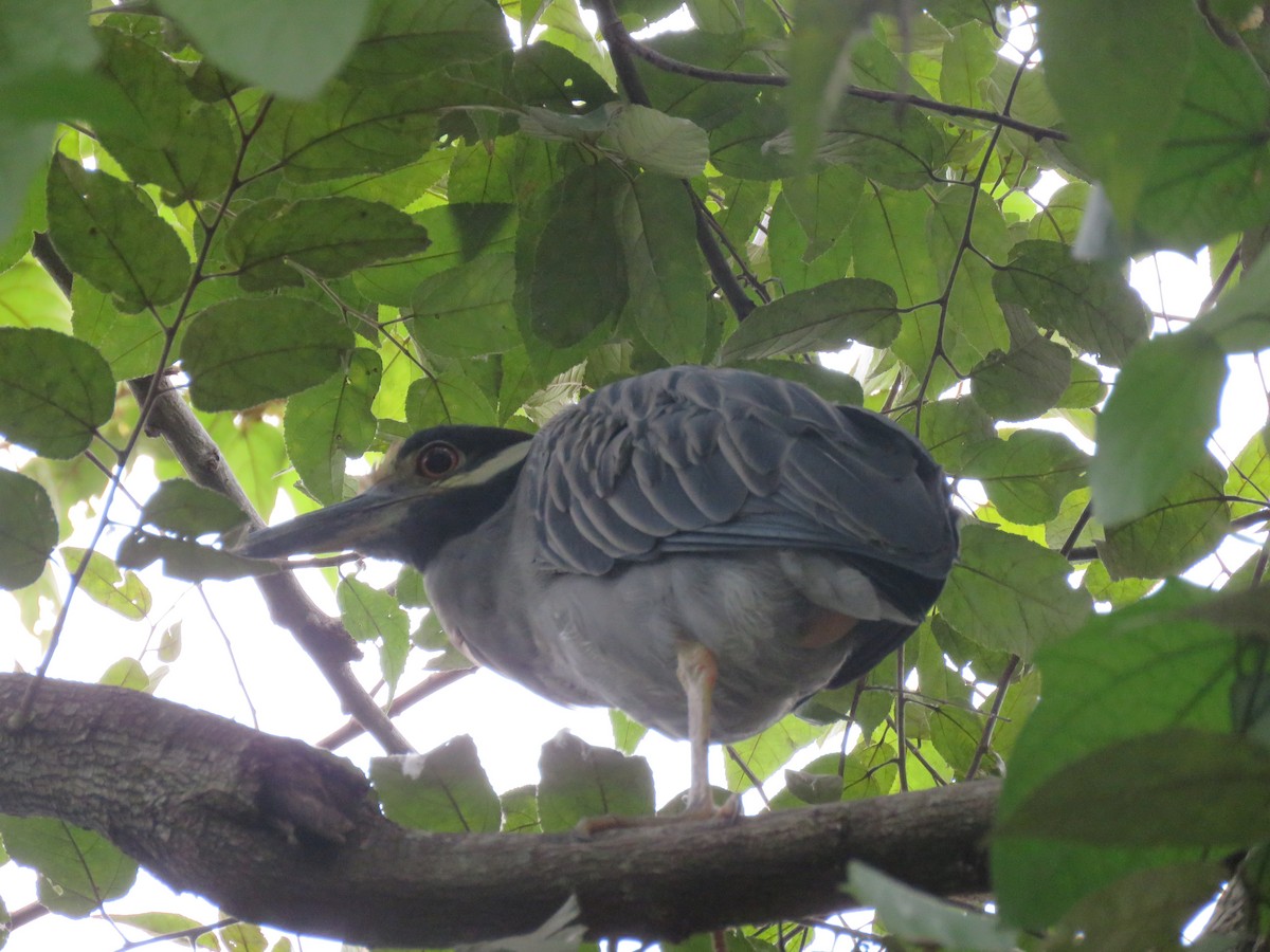 Yellow-crowned Night Heron - ML380704141