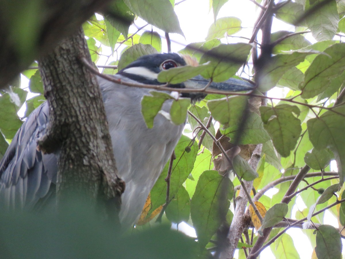 Yellow-crowned Night Heron - ML380704151