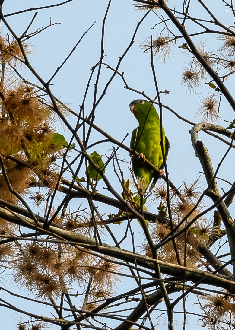 Amazonian Parrotlet - ML380704211