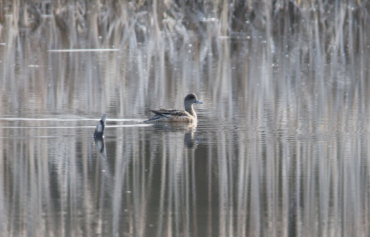 American Wigeon - Beth Poole