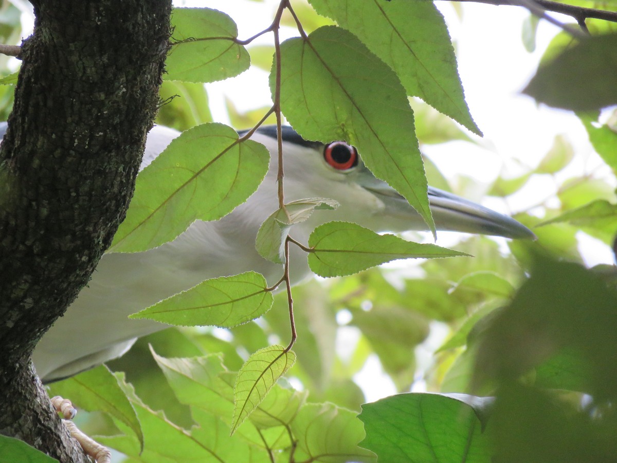 Black-crowned Night Heron - ML380704751