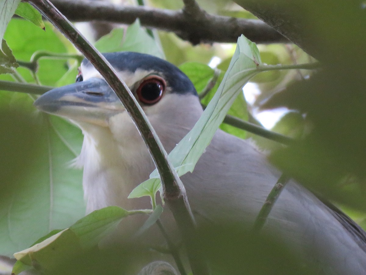 Black-crowned Night Heron - ML380704781