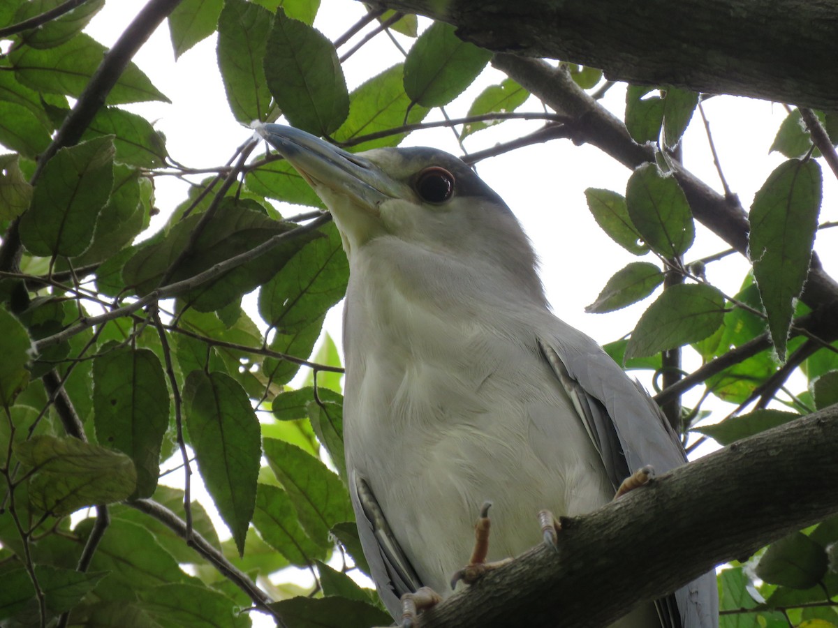 Black-crowned Night Heron - ML380704791