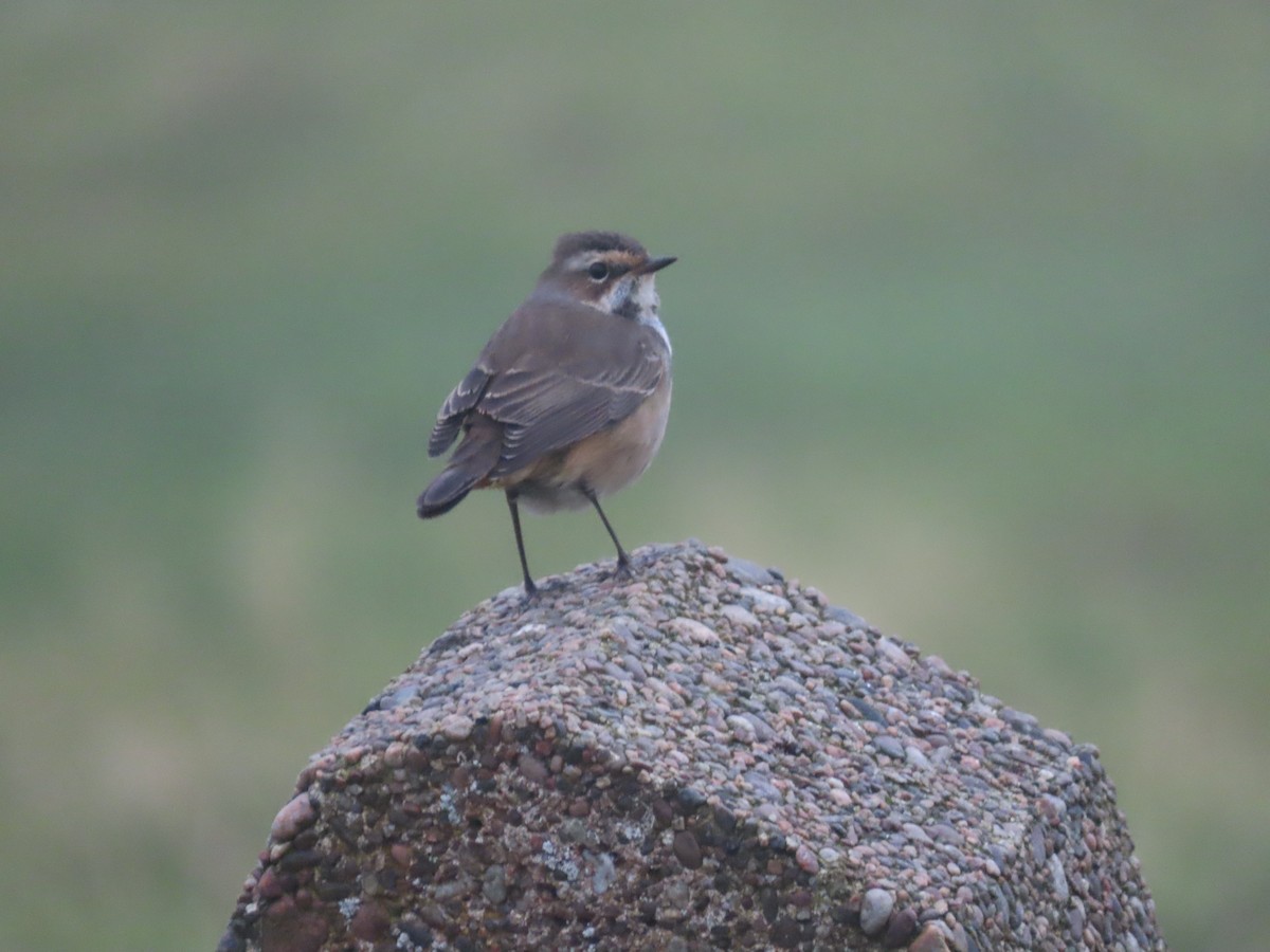 Bluethroat - ML380706861